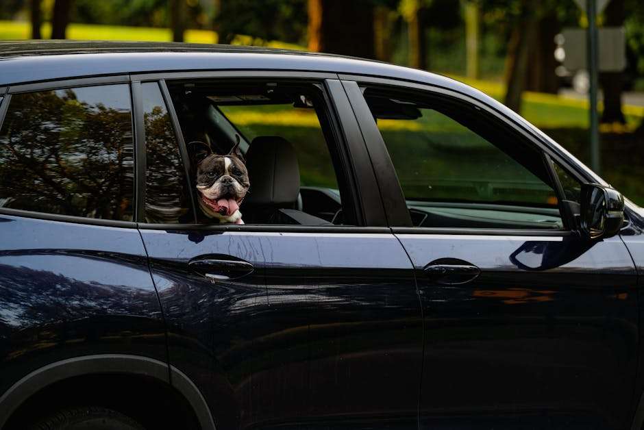 Pies rasy buldog francuski wychylający głowę przez otwarte okno ciemnego samochodu.